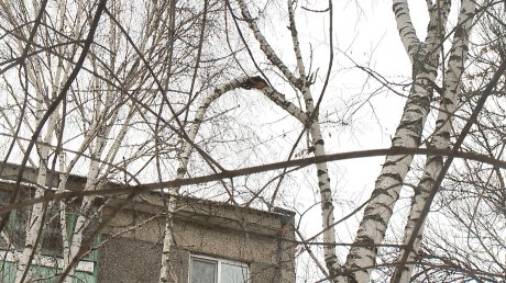 Горожане сообщили о старых деревьях на улице Дзержинского