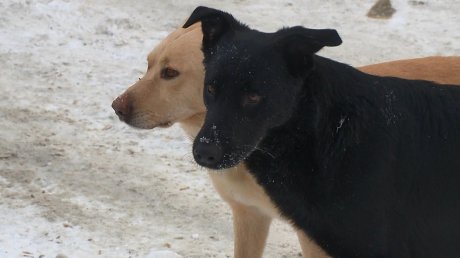 Бездомные собаки охраняют сараи на Литейной от наркоманов