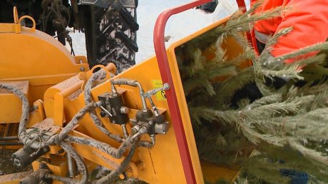 В Пензе выброшенные елки превратили в опилки