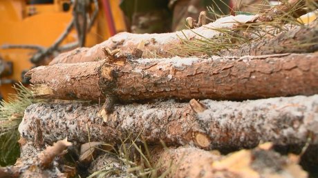 В Пензе выброшенные елки превратили в опилки