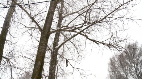 В Пензе старые деревья не выдерживают веса снега