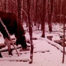 В Нижнеломовском районе браконьеры убили беременную лосиху