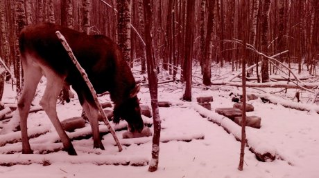 В Нижнеломовском районе браконьеры убили беременную лосиху