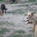 В Пензенской области будут бесплатно стерилизовать домашних дворняжек