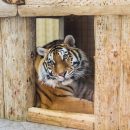 Знакомьтесь, это Клепа! Чем живет и с кем дружит в Карелии символ 2022 года Знакомьтесь, это Клепа! Чем живет и с кем дружит в Карелии символ 2022 года
