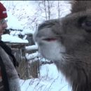 Многодетная семья на севере Карелии рассказала о верблюде Васе, который живет с ними Многодетная семья на севере Карелии рассказала о верблюде Васе, который живет с ними