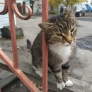 Стало известно, какой процент кормов для домашних животных не соответствуют заявленному составу Стало известно, какой процент кормов для домашних животных не соответствуют заявленному составу