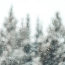 О метели и сильном ветре предупредили жителей Карелии О метели и сильном ветре предупредили жителей Карелии